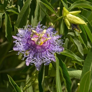 Maypop Passion Flower Plant - 2-4 in Plug - Edible Fruit Vine