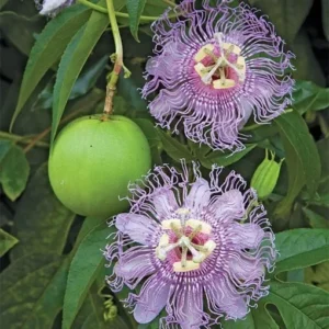Maypop Passion Flower Plant - 2-4 in Plug - Edible Fruit Vine
