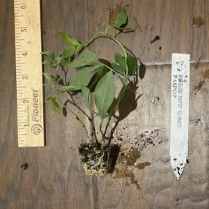 Maypop Passion Flower Plant - 2-4 in Plug - Edible Fruit Vine