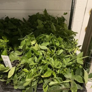 Maypop Passion Flower Plant - 2-4 in Plug - Edible Fruit Vine