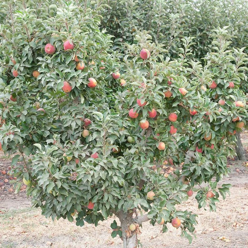 McIntosh Apple Tree Semi-dwarf Gallon Pot - Cold Hardy & High Yielding