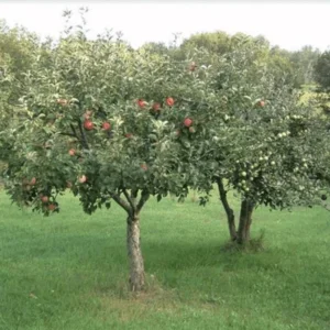 McIntosh Apple Tree Semi-dwarf Gallon Pot - Cold Hardy & High Yielding