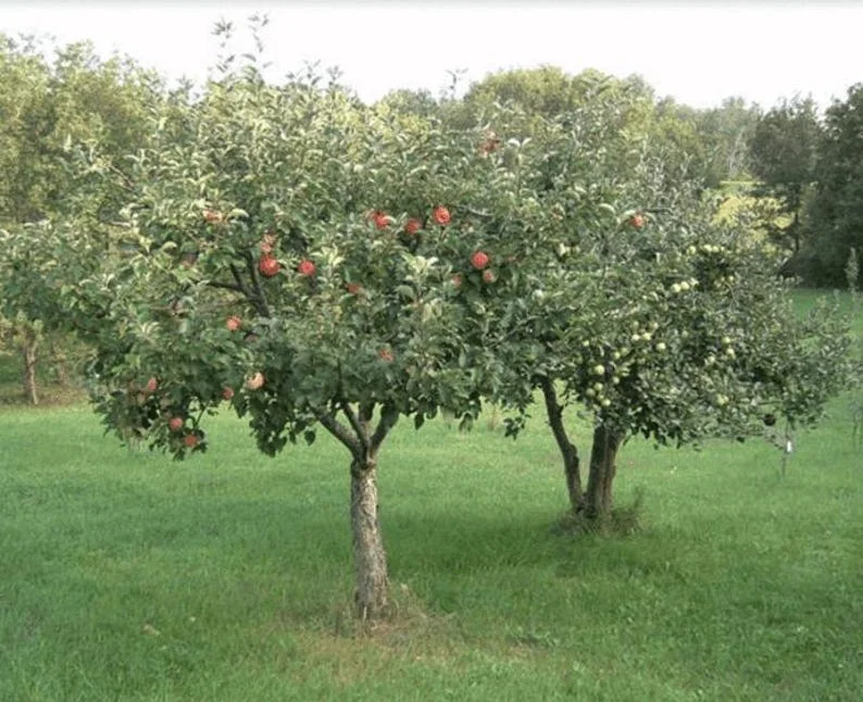 McIntosh Apple Tree Semi-dwarf Gallon Pot - Cold Hardy & High Yielding