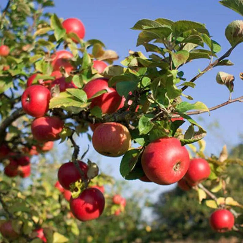 McIntosh Apple Tree Semi-dwarf Gallon Pot - Cold Hardy & High Yielding