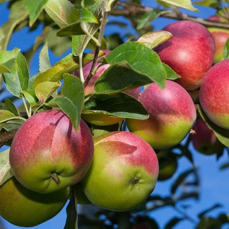 McIntosh Apple Tree Semi-dwarf Gallon Pot - Cold Hardy & High Yielding