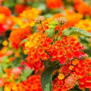 1 Pot-2 Lantana Bright Orange Plants Live for Planting 4"Tall in 4"Pot Starter Lantana Perennial Flower Planting Outdoors (No Ship CA)