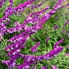 Mexican Bush Sage - SALVIA LEUCANTHA - Starter Plant - 4-6 Inch