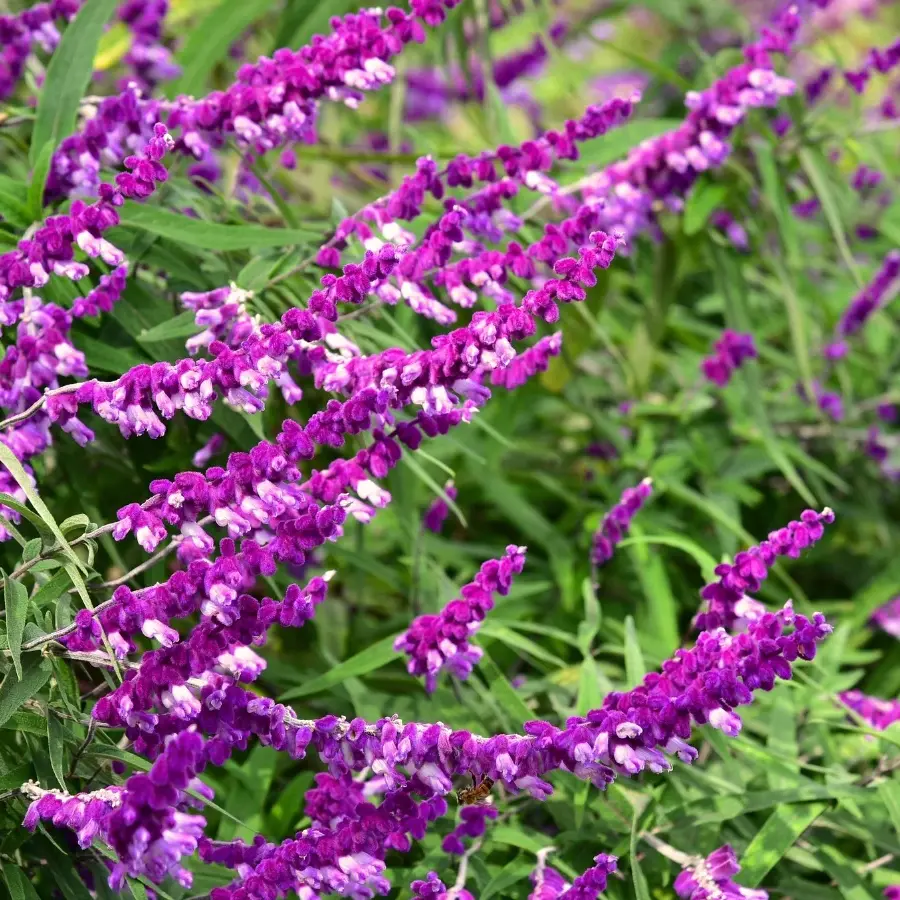Mexican Bush Sage - SALVIA LEUCANTHA - Starter Plant - 4-6 Inch