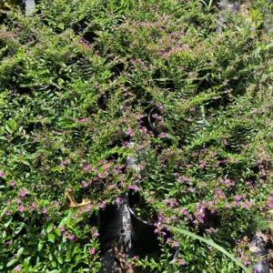 Mexican Heather Cuphea 1 Gallon Live Plant – Purple Flowers, Container Shrub