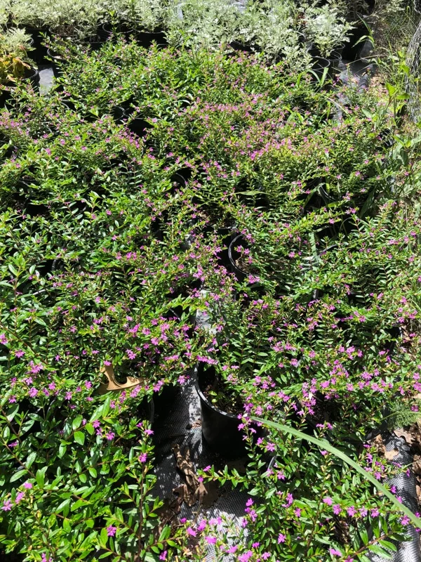 Mexican Heather Cuphea 1 Gallon Live Plant – Purple Flowers, Container Shrub