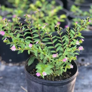 Mexican Heather Cuphea 1 Gallon Live Plant – Purple Flowers, Container Shrub