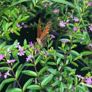 Mexican Heather Cuphea 1 Gallon Live Plant – Purple Flowers, Container Shrub