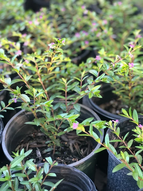Mexican Heather Cuphea 1 Gallon Live Plant – Purple Flowers, Container Shrub