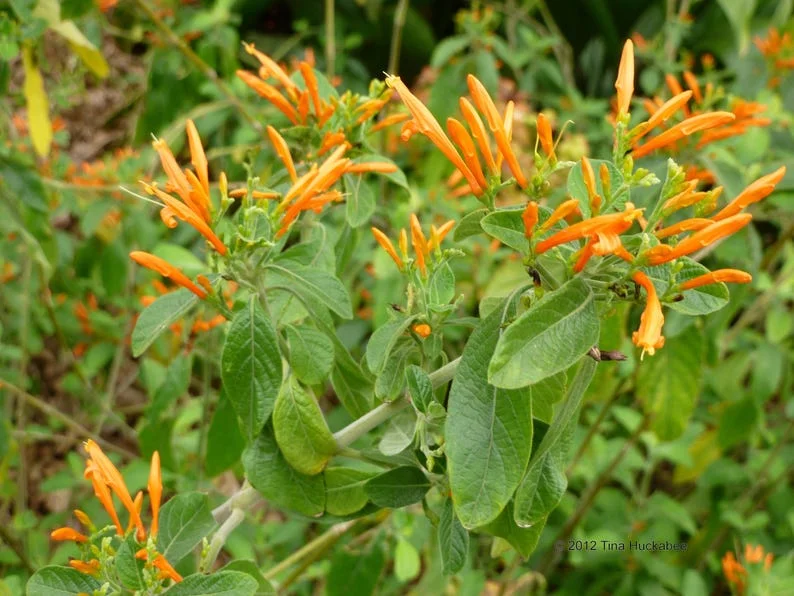 Mexican Honeysuckle 1 Gal Live Plant – Bright Orange Flowers, Drought-Tolerant