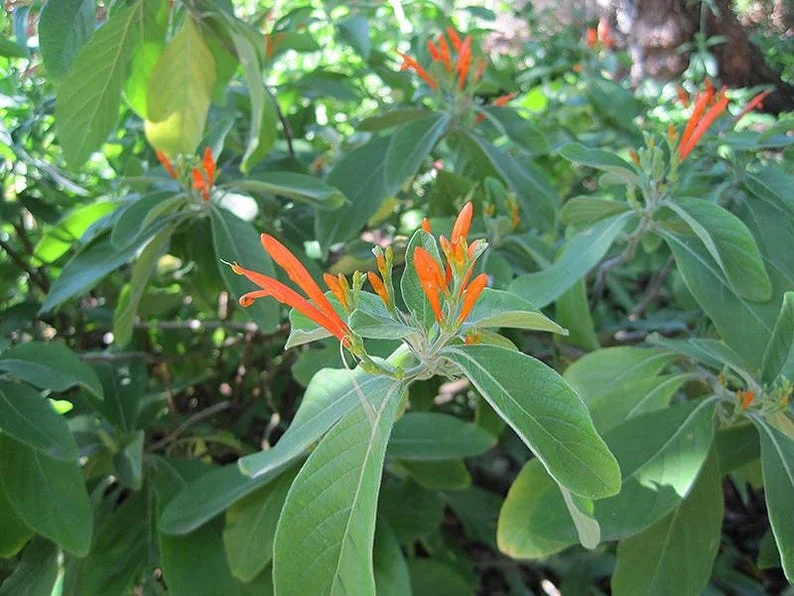 Mexican Honeysuckle 1 Gal Live Plant – Bright Orange Flowers, Drought-Tolerant