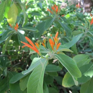 Mexican Honeysuckle Live Plant 4 in Size – Vibrant Orange Flowers, Hummingbird-Friendly, Easy Care