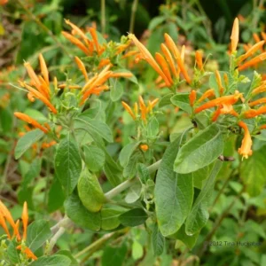 Mexican Honeysuckle Live Plant 4 in Size – Vibrant Orange Flowers, Hummingbird-Friendly, Easy Care