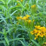 Mexican Mint Marigold 1 Gallon Live Plant – Yellow Flowers, Fragrant Leaves
