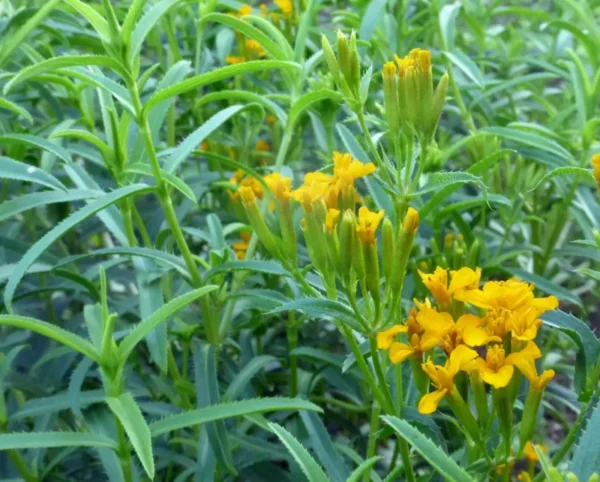 Mexican Mint Marigold 1 Gallon Live Plant – Yellow Flowers, Fragrant Leaves