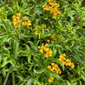 Mexican Mint Marigold 1 Gallon Live Plant – Yellow Flowers, Fragrant Leaves