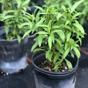 Mexican Mint Marigold 1 Gallon Live Plant – Yellow Flowers, Fragrant Leaves