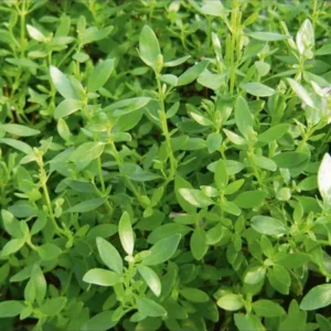 Mexican Oregano Live Plant - Spicy Flavor, Lavender Flowers, Gourmet Herb