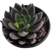Mexican Rose Succulent - Black Knight Echeveria - 2.5 Inch Pot, Live Houseplant