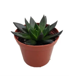 Mexican Rose Succulent - Black Knight Echeveria - 2.5 Inch Pot, Live Houseplant