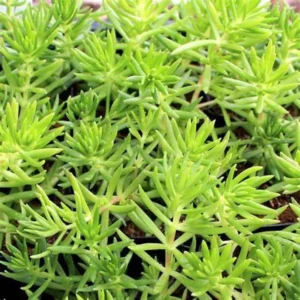 Mexican Sedum Live 1 Gallon Plant – Evergreen Groundcover, Red-Green Succulent