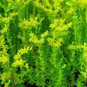 Mexican Sedum Live 1 Gallon Plant – Evergreen Groundcover, Red-Green Succulent