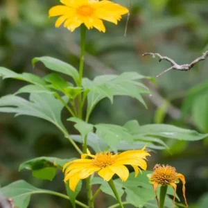 Mexican Sunflower Plant - Yellow Sunflower - Tall Sunflowers - 6-8 Inch - 4 Inch Pot