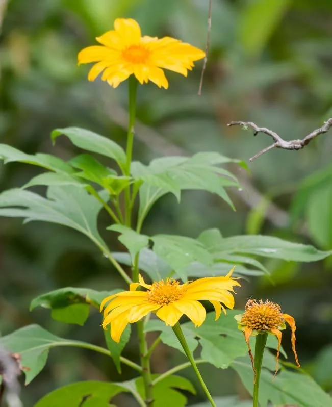 Mexican Sunflower Plant - Yellow Sunflower - Tall Sunflowers - 6-8 Inch - 4 Inch Pot