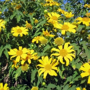 Mexican Sunflower Plant - Yellow Sunflower - Tall Sunflowers - 6-8 Inch - 4 Inch Pot