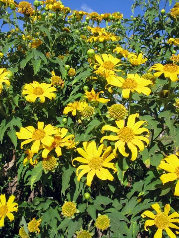 Mexican Sunflower Plant - Yellow Sunflower - Tall Sunflowers - 6-8 Inch - 4 Inch Pot