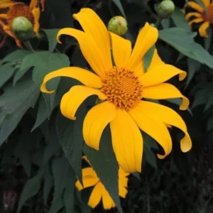 Mexican Sunflower Plant - Yellow Sunflower - Tall Sunflowers - 6-8 Inch - 4 Inch Pot