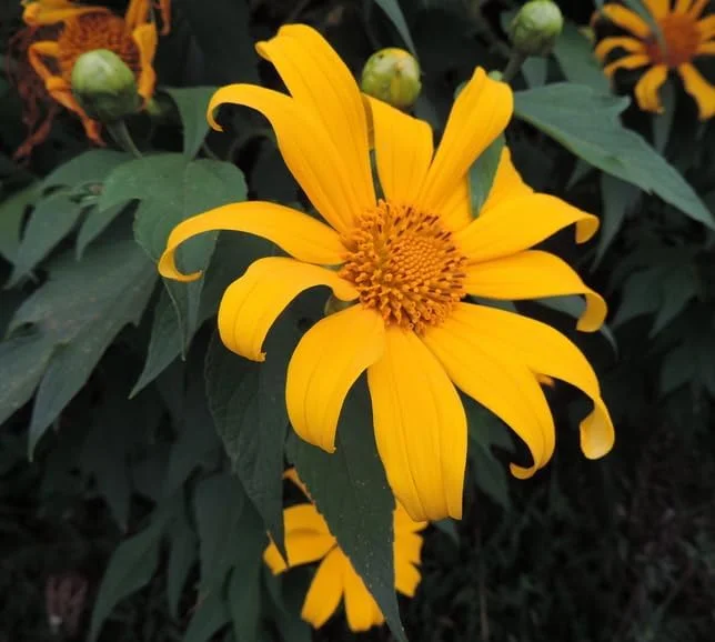 Mexican Sunflower Plant - Yellow Sunflower - Tall Sunflowers - 6-8 Inch - 4 Inch Pot