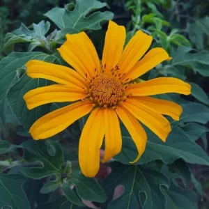 Mexican Sunflower Plant - Yellow Sunflower - Tall Sunflowers - 6-8 Inch - 4 Inch Pot