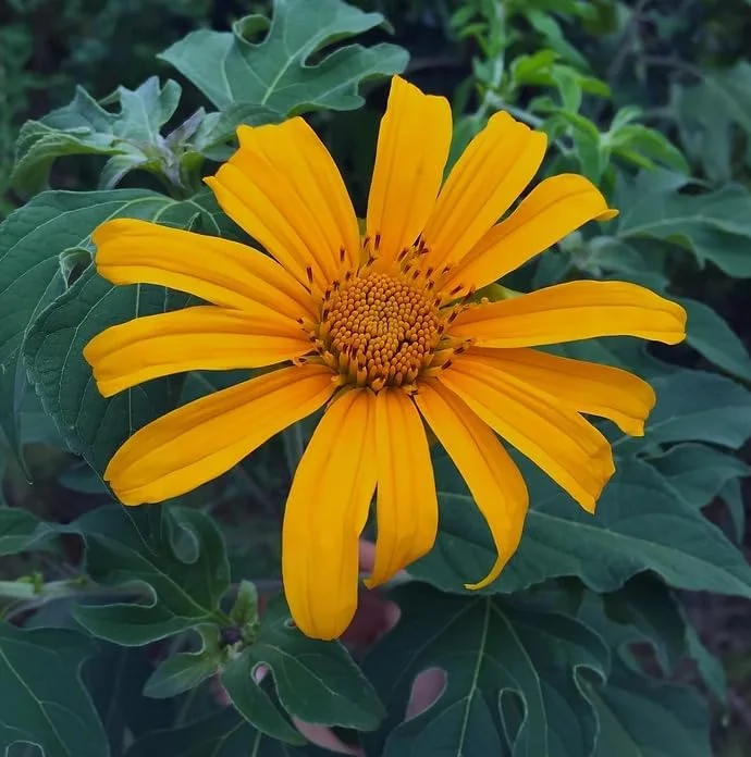 Mexican Sunflower Plant - Yellow Sunflower - Tall Sunflowers - 6-8 Inch - 4 Inch Pot