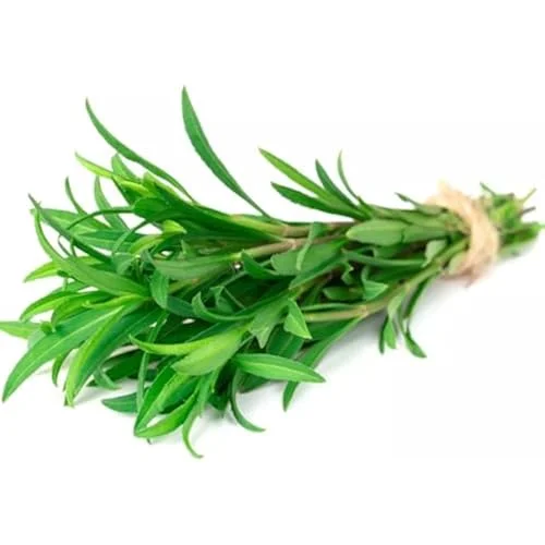 Mexican Tarragon Plants Culinary Tarragon Plants - Set of 2 - 4 to 9 Inches - Perennial Herb Garden
