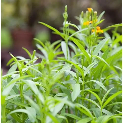 Mexican Tarragon Plants Culinary Tarragon Plants - Set of 2 - 4 to 9 Inches - Perennial Herb Garden