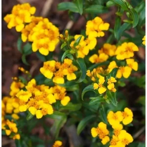 Mexican Tarragon Plants Culinary Tarragon Plants - Set of 2 - 4 to 9 Inches - Perennial Herb Garden