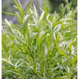 Mexican Tarragon Plants Culinary Tarragon Plants - Set of 2 - 4 to 9 Inches - Perennial Herb Garden