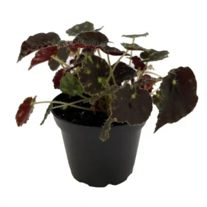 Micro Mo Begonia Plant – Small Leaf Hybrid 2.5 Inch Pot – Houseplant Collector’s Series
