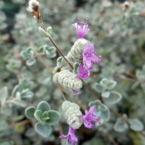 Micro Silver Oregano Plant - Edible Herb in 2.5
