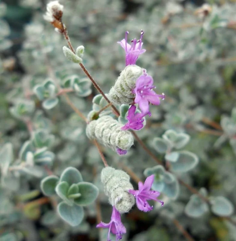 Micro Silver Oregano Plant - Edible Herb in 2.5" Pot for Terrariums & Indoor Gardens