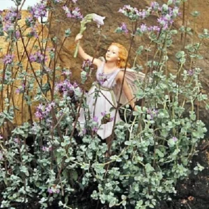 Micro Silver Oregano Plant - Edible Herb in 2.5