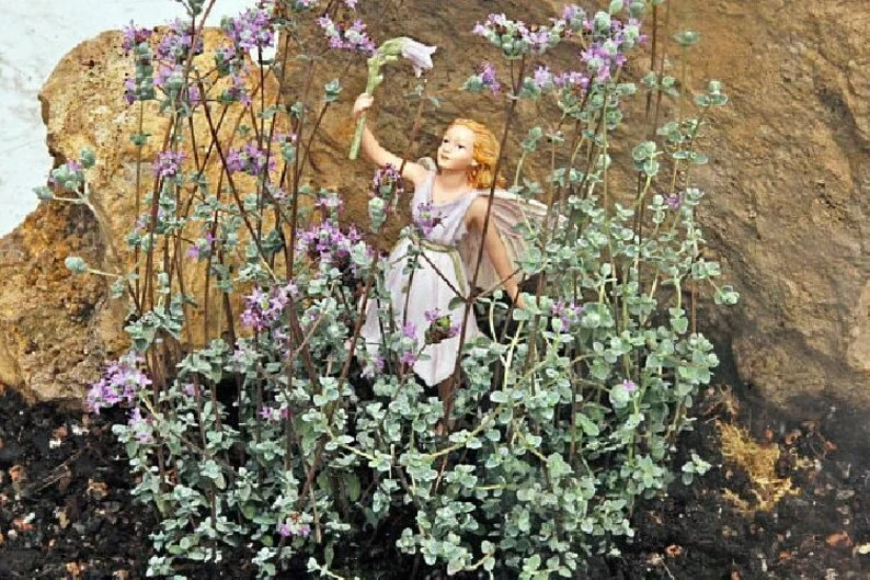 Micro Silver Oregano Plant - Edible Herb in 2.5" Pot for Terrariums & Indoor Gardens