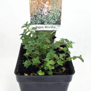 Micro Silver Oregano Plant - Edible Herb in 2.5