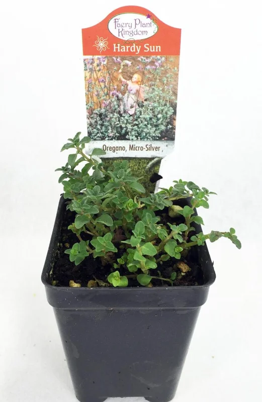 Micro Silver Oregano Plant - Edible Herb in 2.5" Pot for Terrariums & Indoor Gardens