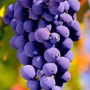 Midgely Seedless Grape Live Plant for Planting 4